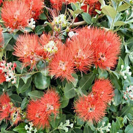 new-zealand-christmas-bush