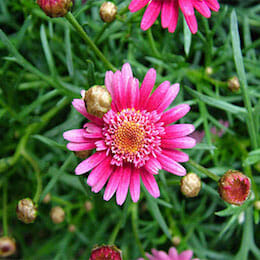 pink-daisy