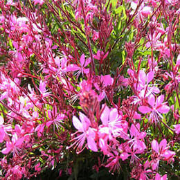 pink-gaura