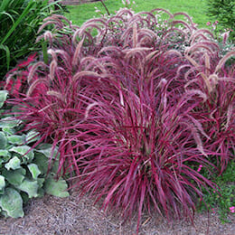 red-fountain-grass