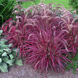 3” Fountain Grass