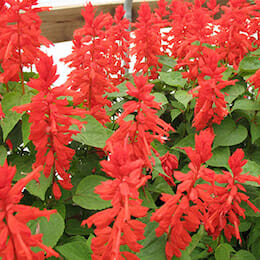 red-salvia