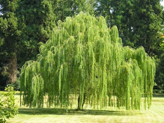 A Salix 'Willow Weeping' 16" Pot tree sways gracefully in the middle of a field.