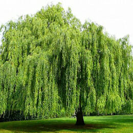 weeping-willow