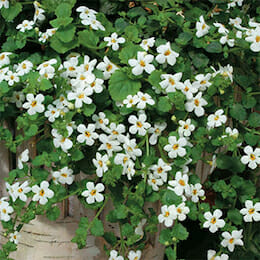 3” White Bacopa