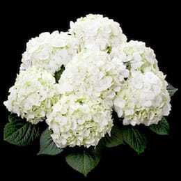 white-hydrangea