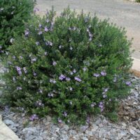 A Westringia 'Jervis Gem' shrub with purple flowers in a 6" Pot.