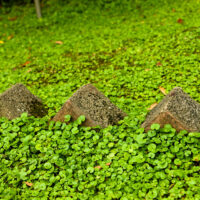 Dichondra repens 3" Pot