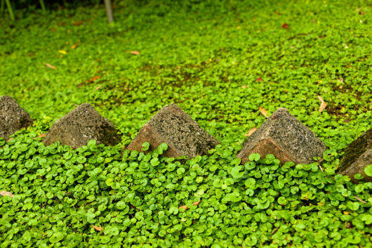 Dichondra repens 6" Pot