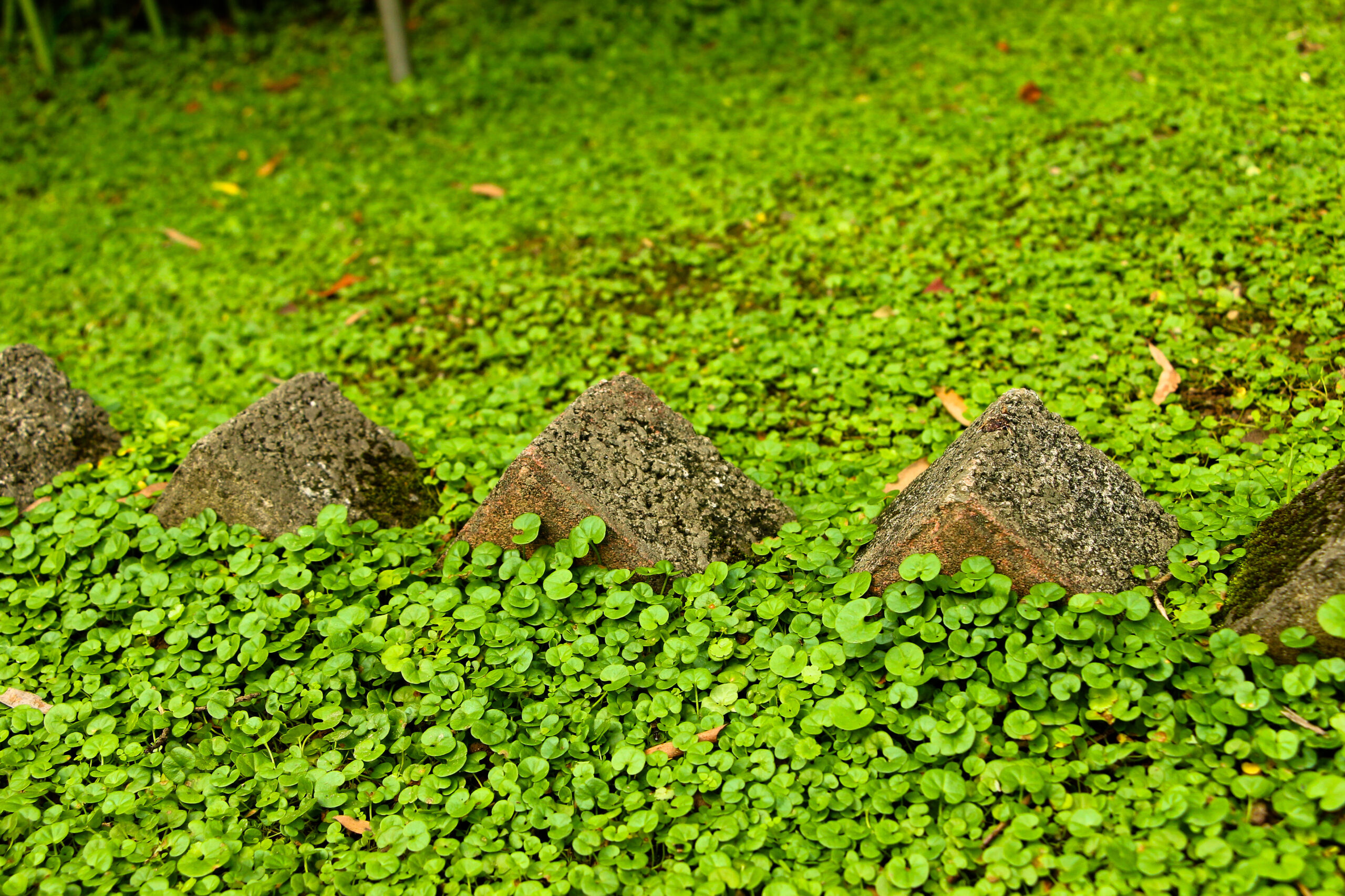 Non-flowering Groundcovers