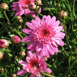 3” Pink Marguerite