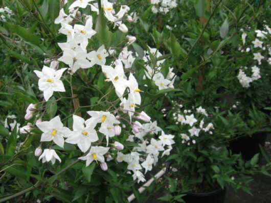 Solanum 'White Potato Vine' growing in 3" pots in a garden.