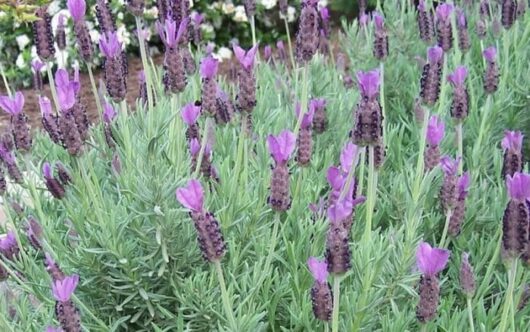 Lavandula 'French' Lavender 6" Pot plants in a garden with purple flowers.