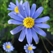 A group of blue flowers with yellow centers.