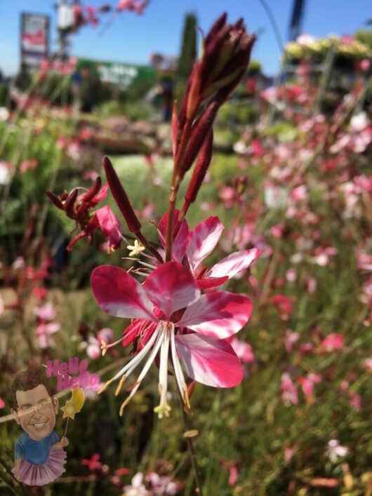 Pink Gaura Butterfly Bush