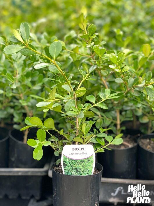 Buxus 'Japanese Box' 6" Pot Growers Flash Sale!