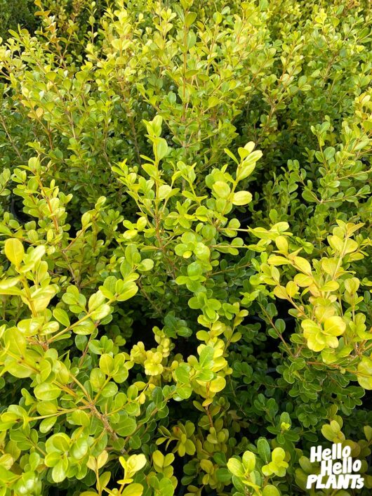 Buxus 'Japanese Box' 2" Pot