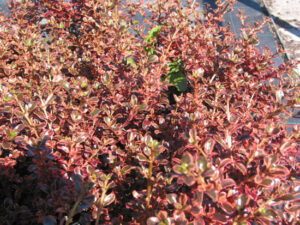 A Coprosma 'Fireburst' 6" Pot with red leaves.