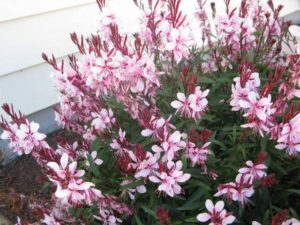 Pink Gaura Butterfly Bush