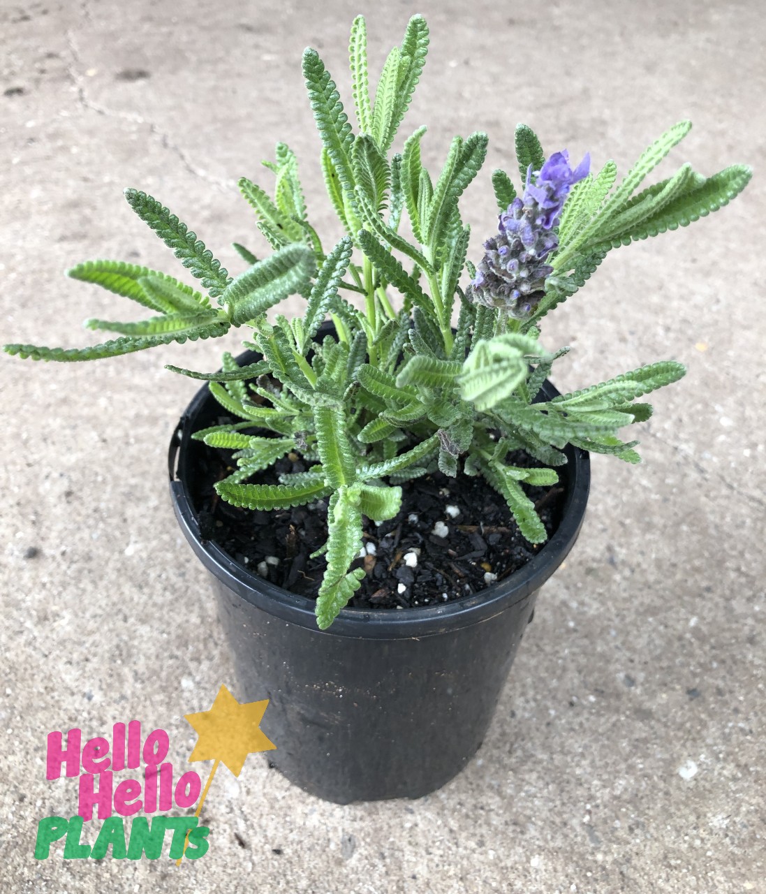 Lavandula French Lavender 6