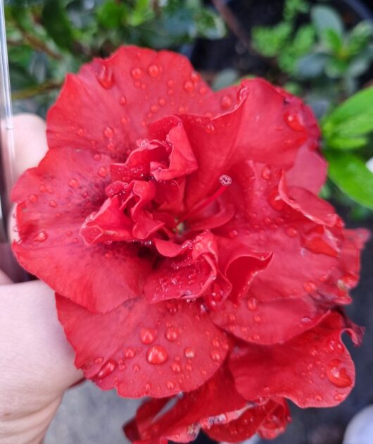 Azalea 'Dr. Koester' 6" Pot