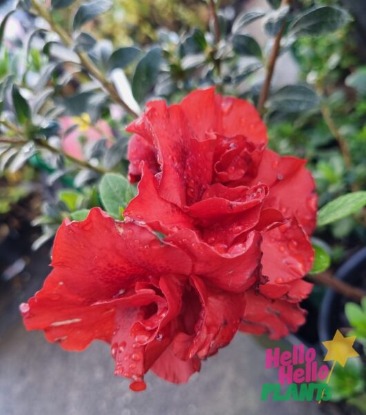 Azalea 'Dr. Koester' 6" Pot