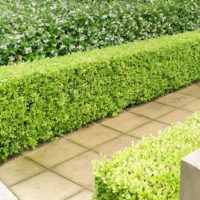 A neatly trimmed Buxus 'Japanese Box' hedge borders a paved walkway, with additional leafy shrubbery in the background.