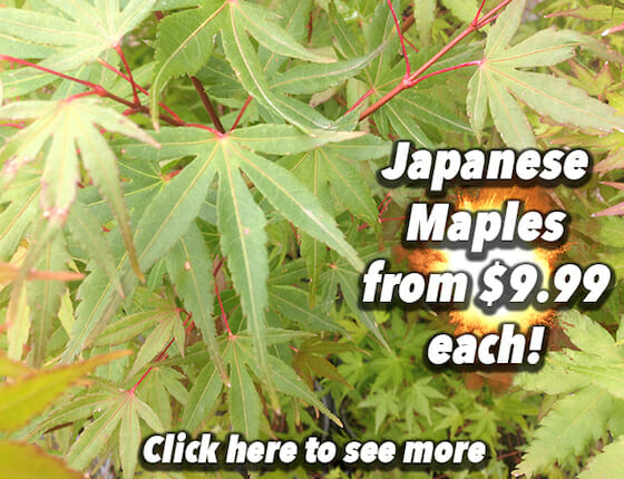 Japanese Maple Button Pic