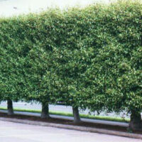 A row of green hedges on the side of a parking lot.