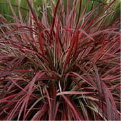 red fountain grass