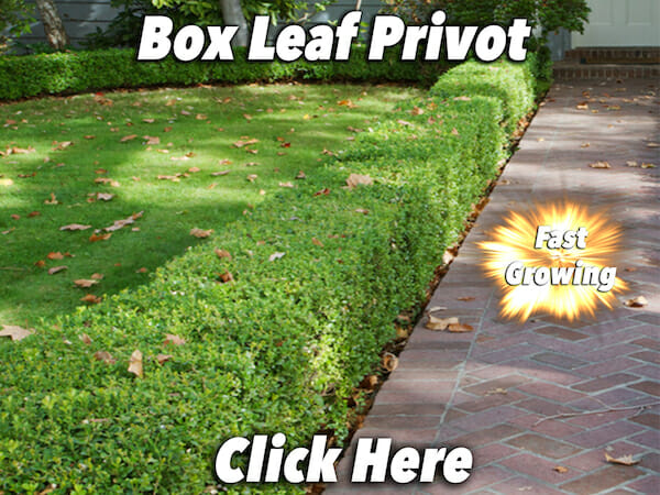 Box Leaf Privot Button Pic