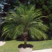 Dwarf Date Palm