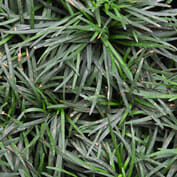 Dwarf Mondo Grass