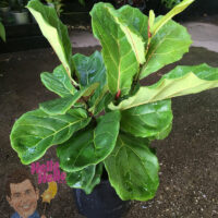 Potted Ficus 'Fiddle Leaf Fig' 8" Pot plant with a quirky face-shaped 'hello hello' tag.