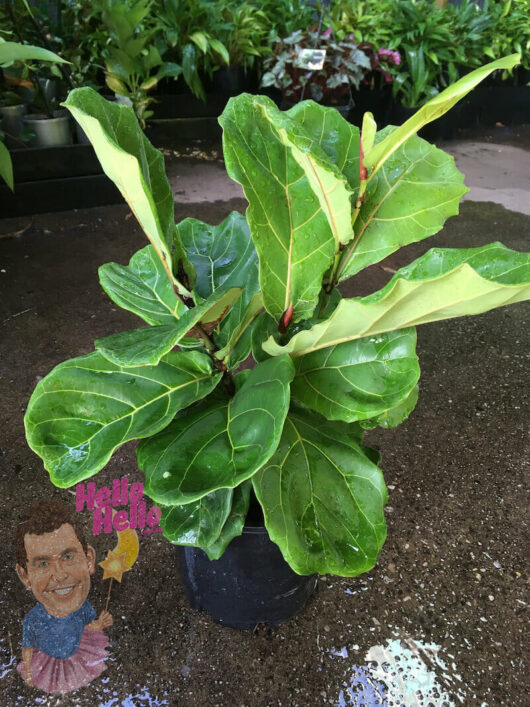 Potted Ficus 'Fiddle Leaf Fig' 8" Pot plant with a quirky face-shaped 'hello hello' tag.