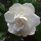 Gardenia Angustifolia