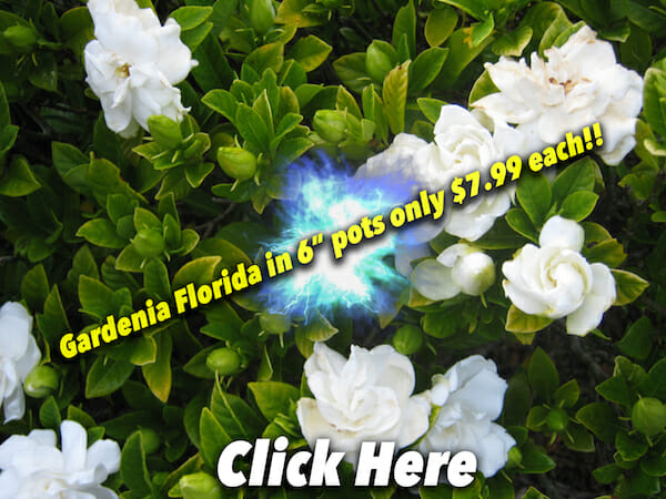 Gardenia Florida Button Pic
