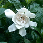 Gardenia magnifica