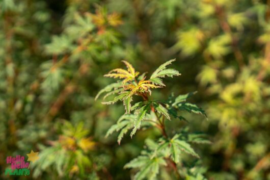 Hello Hello Plants Nursery melbourne Victoria Australia Acer palmatum Butterfly foliage