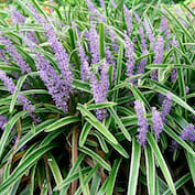 Liriope-Muscari