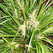 Lomandra-Hystrix