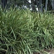 Lomandra Longifolia