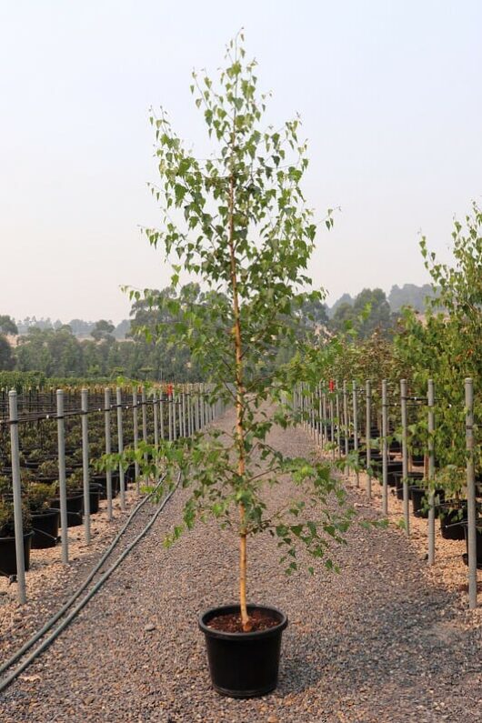 A young Betula 'Moss White' Silver Birch tree in a 16" pot, set on a gravel path at a tree nursery with rows of plants in the background.
