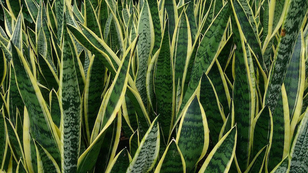 Mother-in-Law Tongue Variegated