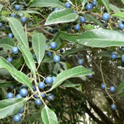 blueberry ash