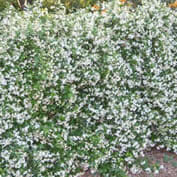 chinese star jasmine