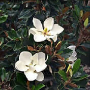 magnolia little gem