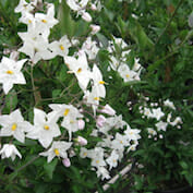 white-potato-vine