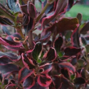 A close up of a Coprosma 'Pacific Sunrise' plant in a 7" pot with red and black leaves.