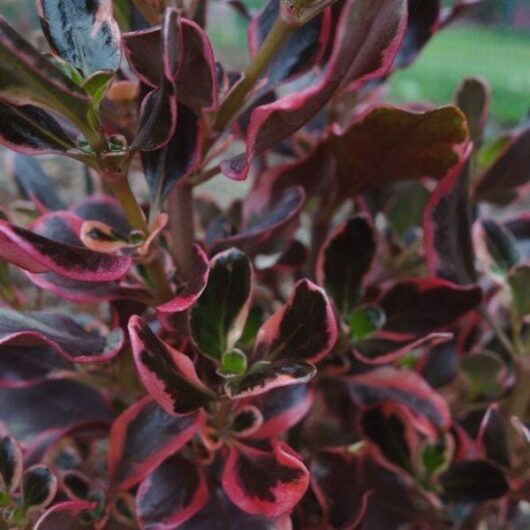 A close up of a Coprosma 'Pacific Sunrise' plant in a 7" pot with red and black leaves.